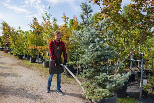 How Our Tree Care Process Works  in  Genola, UT